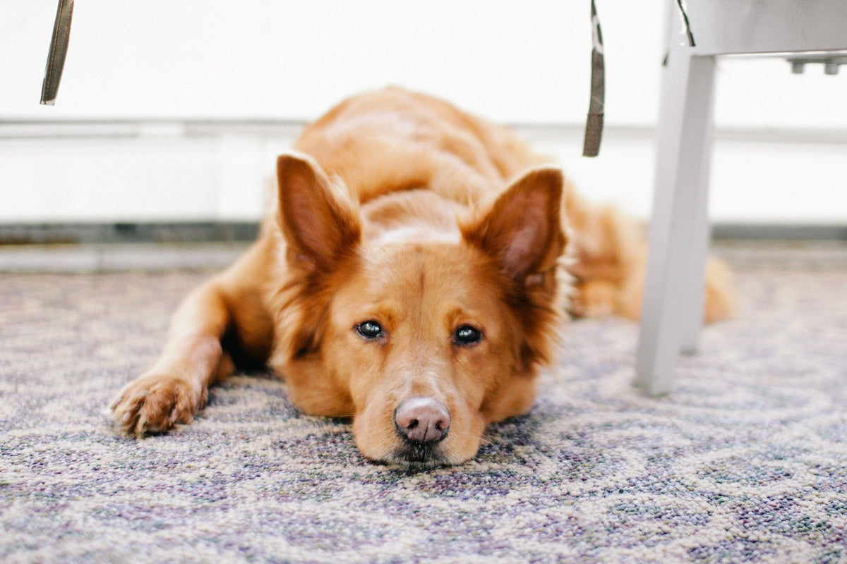 What to Look for in a Rug That Will Survive Your Dog - This Dogs Life