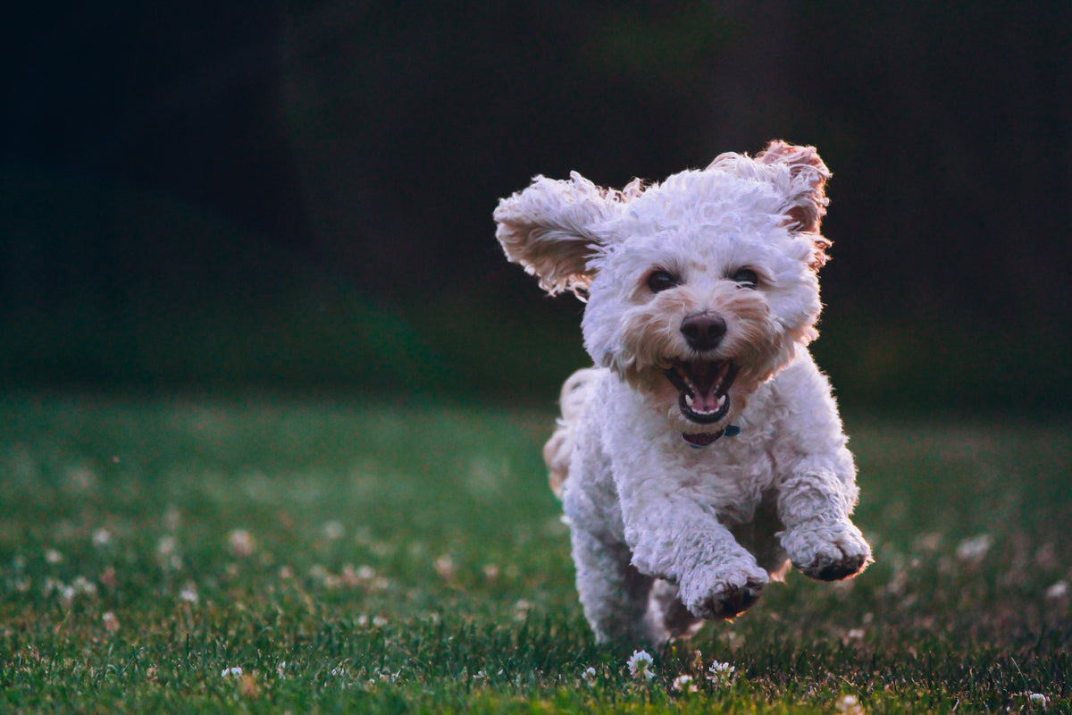 Best dog for college student in an sales apartment