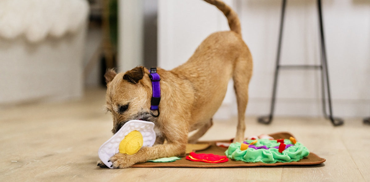 MONTI - Enrichment and Interactive Dog Toy