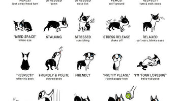 National Train Your Dog Month Tip #17: Pay Attention To What Your Dog is Telling You