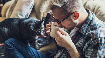 Here Are Reasons To Make You Want Cats As Home Pets