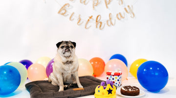 Momo the Pug Turns 15!