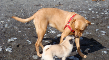 National Train Your Dog Month Training Tip #10: Beat the Boredom