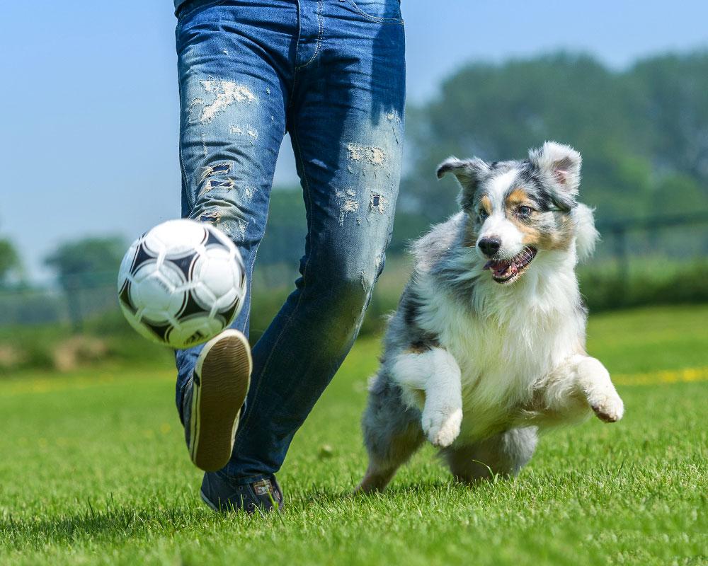 Banish Boredom With Fun Games and Activities for Dogs - The Dogington Post