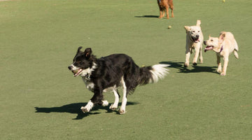 Dog Park Safety: What You Need to Know Before You Go