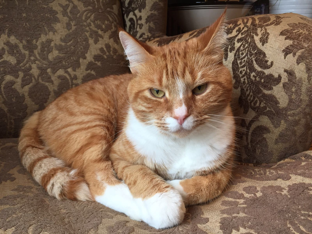 The Lo-Down: National Ginger Cat Appreciation Day – P.L.A.Y.