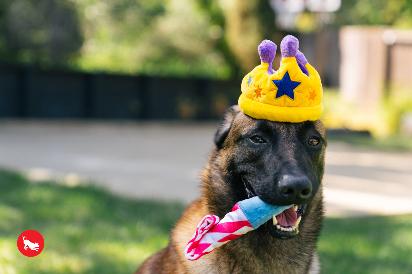 Top Pet-Friendly Ideas to Celebrate New Year’s Eve with Your Dog