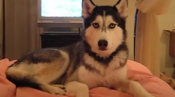 Mishka, the Singing Husky!