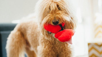 Celebrate Valentine’s Day with Your Beloved Pet!