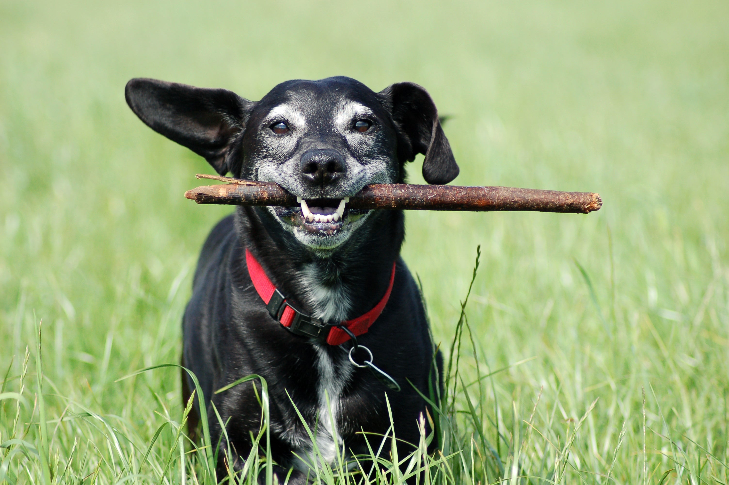 Exercising Senior Dogs