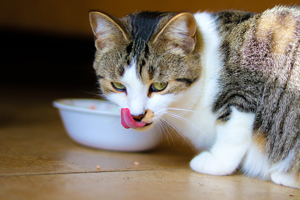 Feeding Frenzy: How Accurate Are Your Pet Food's Feeding