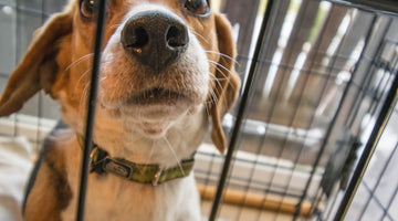 Should You Crate Train Your Dog?