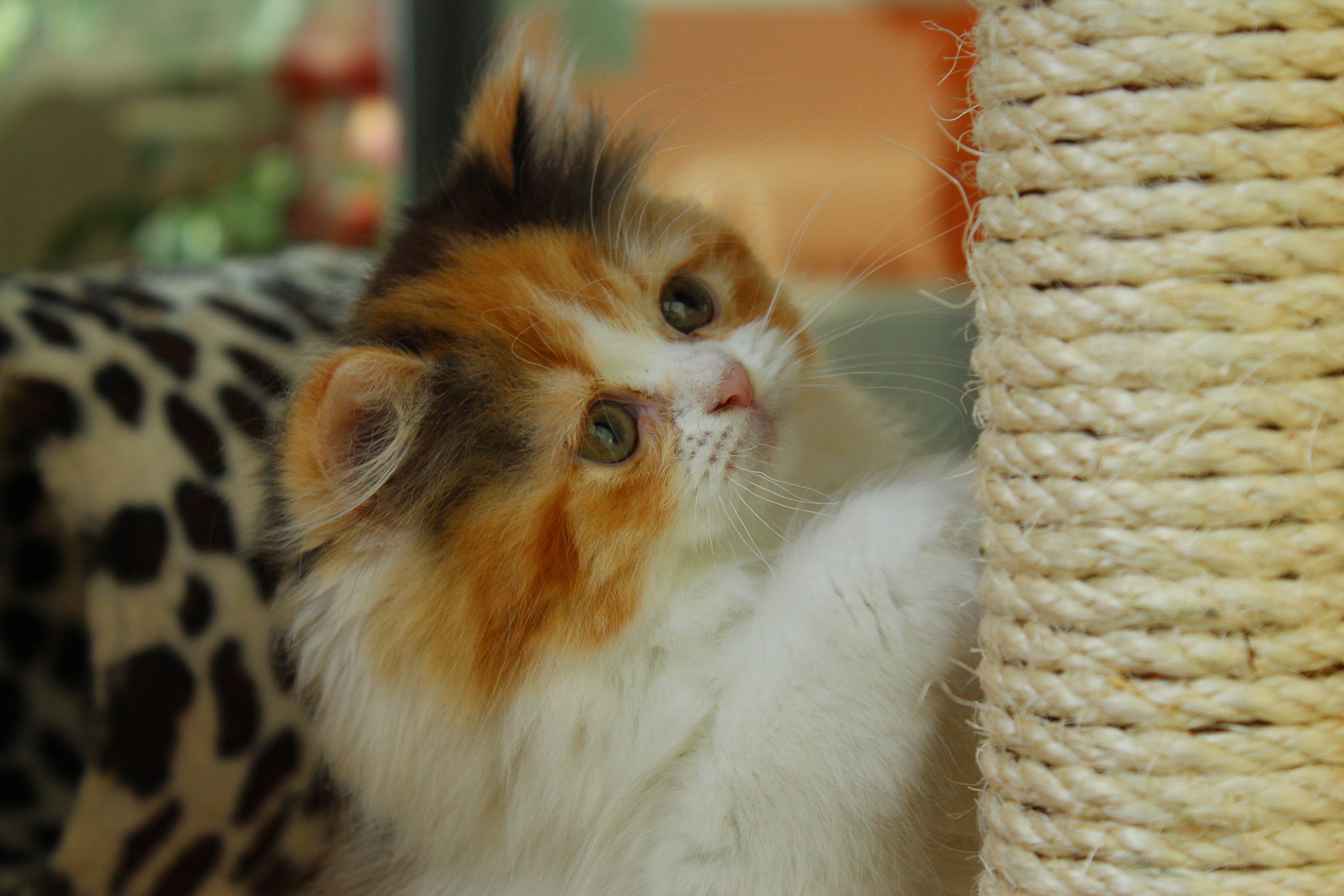 Will clipping cat's claws stop outlet scratching