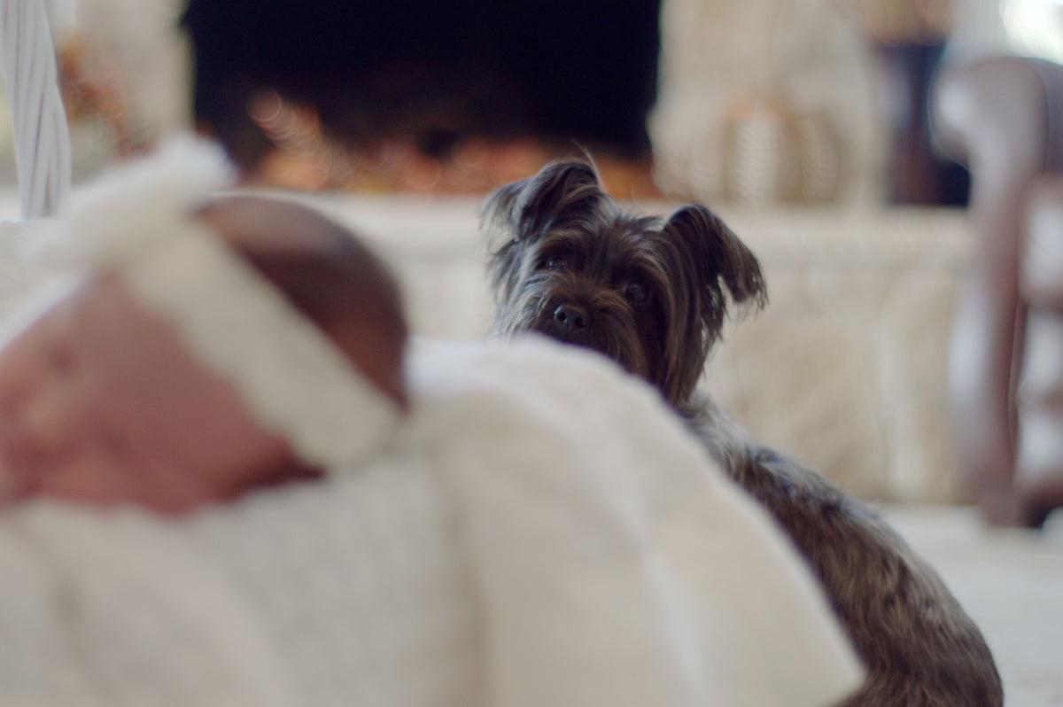 The Best Way to Introduce Your Fur Baby to Your New Baby – P.L.A.Y.