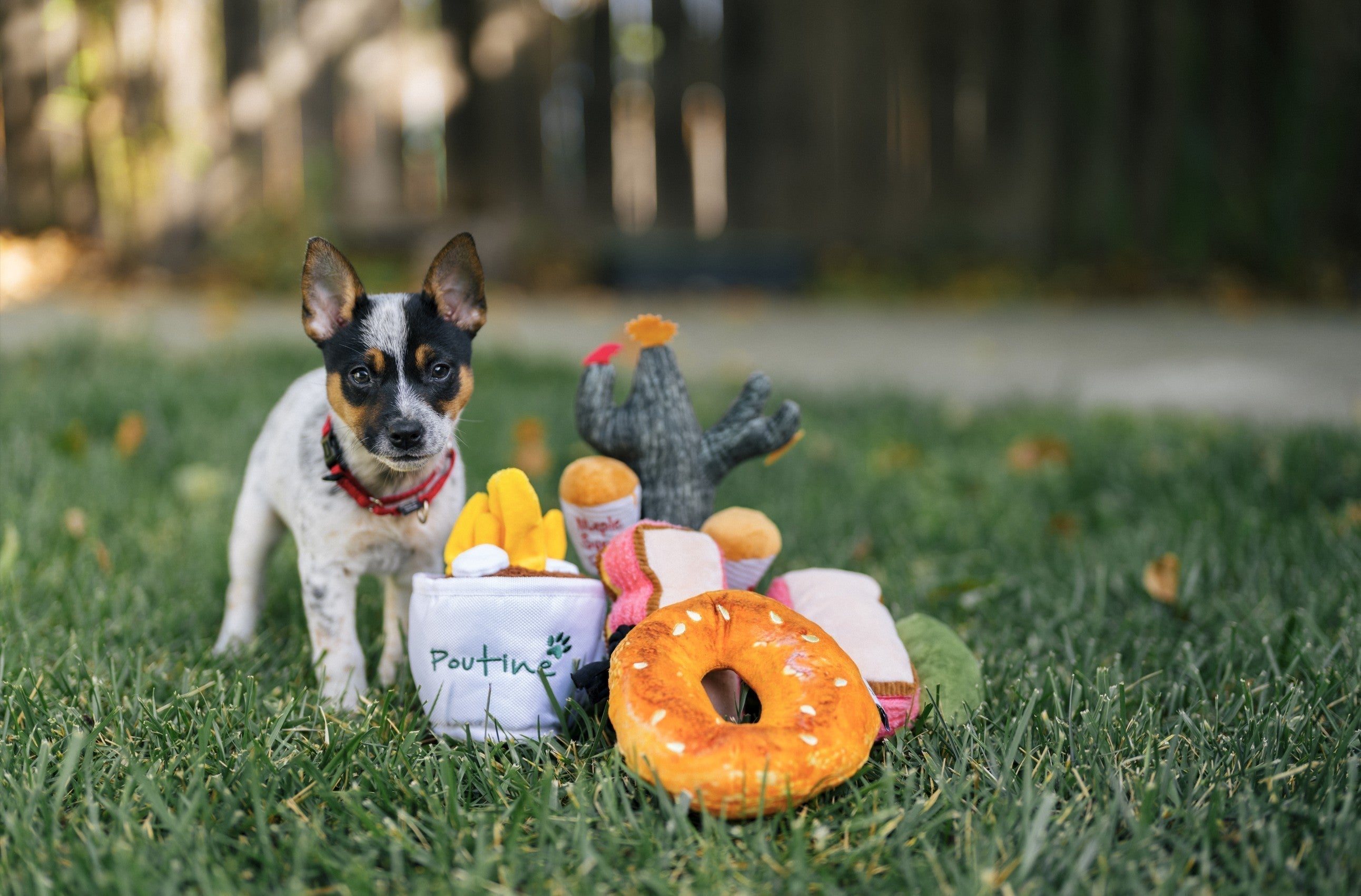 Celebrating B Corp Month: P.L.A.Y. Collaborates with Fellow B Corp Brands to Create Fun and Unique Dog Toys