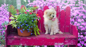 How to Create a Dog-Friendly Garden