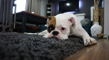 7 Proven Ways to Keep Your Home Spotless When You Have a Dog