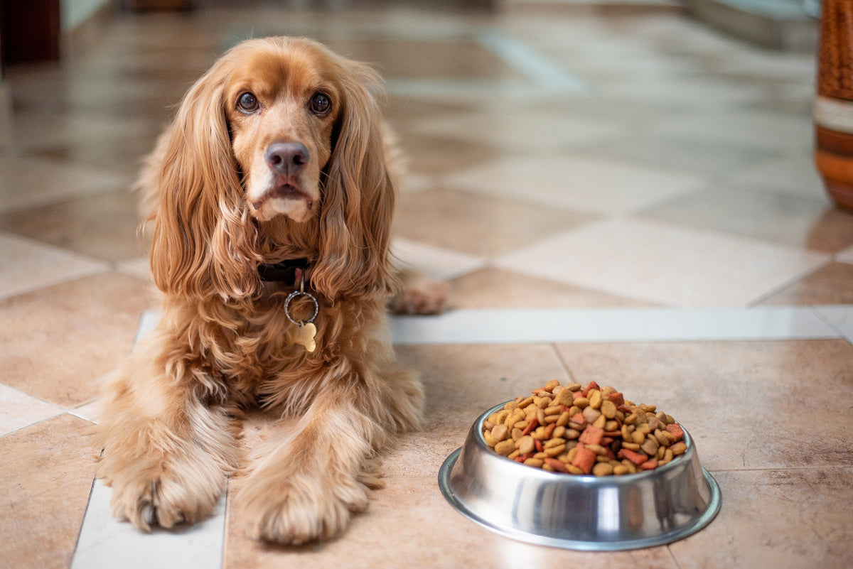 Is Your Dog Eating Healthy? – P.L.A.Y.