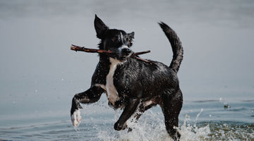 7 Water Activities to Try With Your Dog on a Hot Day