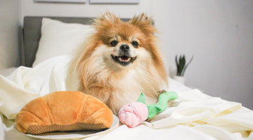 How to Become a Pet Influencer: Join P.L.A.Y.’s Ambassador Program