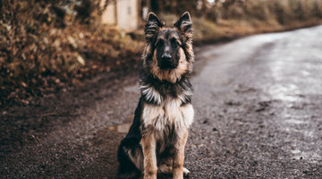 Top 4 Things to Keep in Mind About Large Dog Breeds