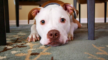 Tips To Help You Clean up Your Pets Mess