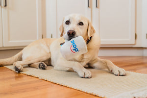 IHOP x P.L.A.Y. Barking Bean Brew - yellow lab holding toy by handle in its mouth while laying on kitchen floor looking into camera