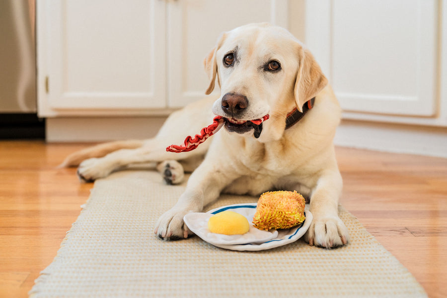 IHOP x P.L.A.Y. Eggcellent Play Platter - plate in front of yellow lab laying on kitchen floor with bacon pulled off and in its mouth