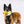 Load image into Gallery viewer, IHOP x P.L.A.Y. Eggcellent Play Platter - toy hanging out of big fluffy brown dog&#39;s mouth looking while standing looking into camera
