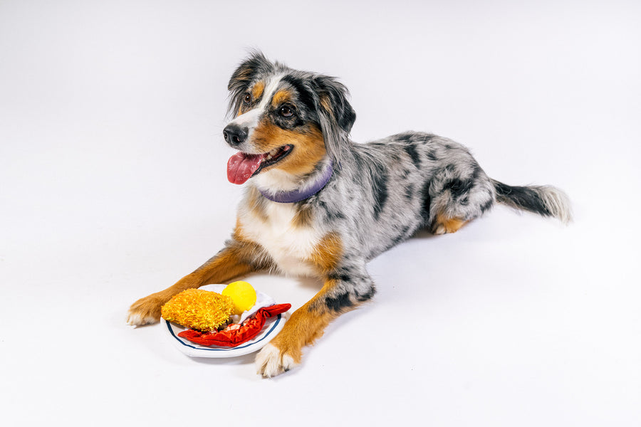 IHOP x P.L.A.Y. Eggcellent Play Platter - toy located between front paws of multi-color fluffy dog laying on the floor smiling to the side