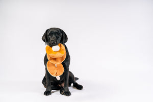 IHOP x P.L.A.Y. Pancake Pup Stack - toy hanging out of black lab's mouth while in a sitting position staring into camera