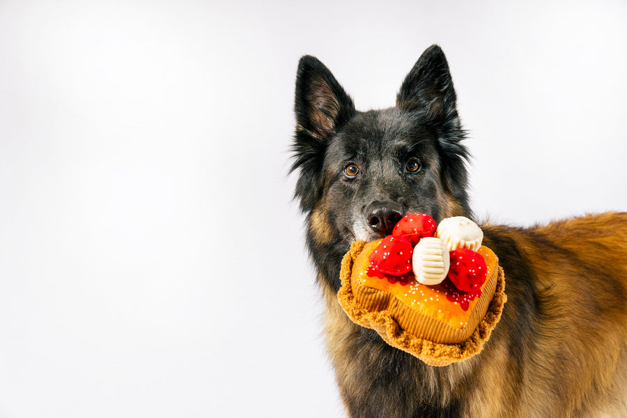 IHOP x P.L.A.Y. Thick 'N Fluffy French Toast  - fluffy brown dog holding the toy in its mouth staring into camera with ears perked up