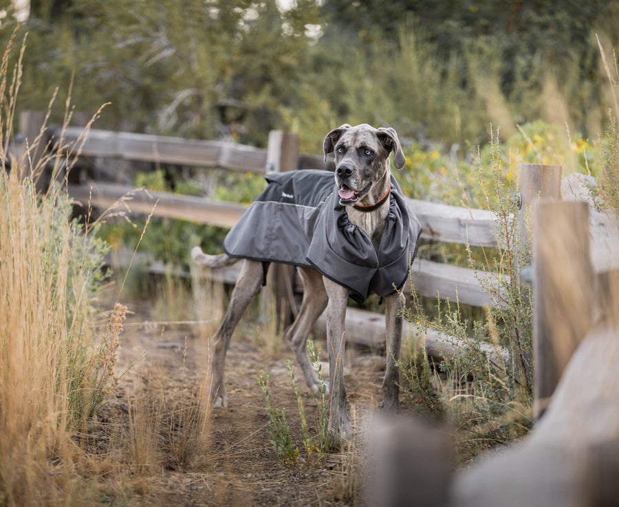 P.L.A.Y. Trailblazing Coat - great dane in storm colorway standing in front of a wooden fence in a field