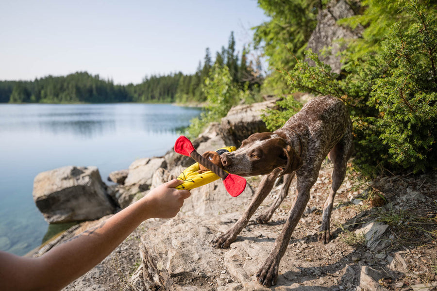 P.L.A.Y. Camp Corbin K9 Kayak Toy in dog's mouth playing tug with human shore with lake to the left