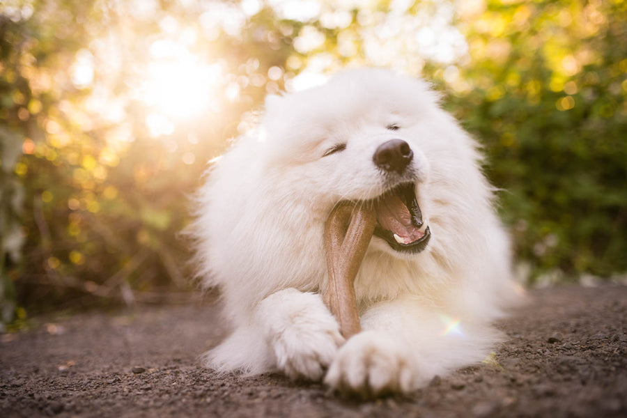 P.L.A.Y. USA-made Lumber Jax Lickinlog - big white fluffy dog laying in a forest with a smile chewing on the large size