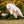 Load image into Gallery viewer, P.L.A.Y.&#39;s Forest Friends Collection - Baxter the Bunny Toy flying in the air with a big white fluffy dog trying to catch it outdoors
