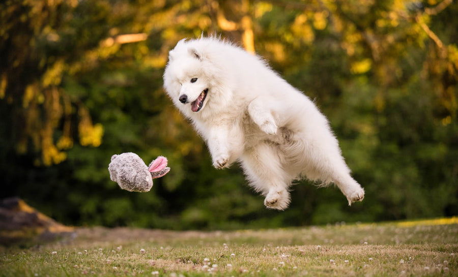 P.L.A.Y.'s Forest Friends Collection - Baxter the Bunny Toy flying in the air with a big white fluffy dog trying to catch it outdoors