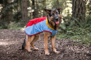 P.L.A.Y. Trailblazing Coats - Big brown fluffy dog wearing sunset color in the woods on a hike