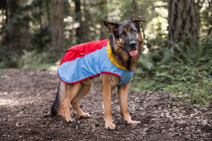 P.L.A.Y. Trailblazing Coats - Big brown fluffy dog wearing sunset color in the woods on a hike