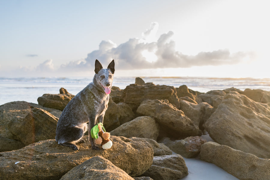 P.L.A.Y. Tropical Paradise Collection - Puppy Palm Toy posing with a dog on the rocks with the ocean in the background