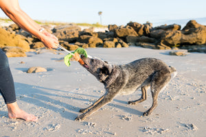 P.L.A.Y. Tropical Paradise Collection - Puppy Palm Toy in action with dog and human tugging it on the beach