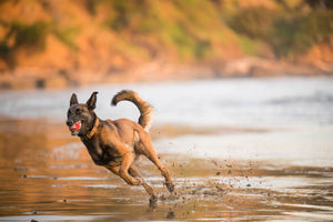 P.L.A.Y. Dog Tennis Ball - in mouth of a large brown dog running fast on the beach kicking up wet sand