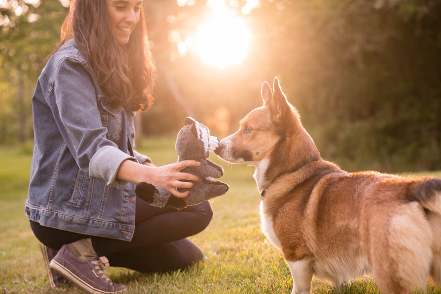 P.L.A.Y.'s Forest Friends Collection - Robby the Raccoon nose to nose with a Corgi in a forest with his mom holding the toy