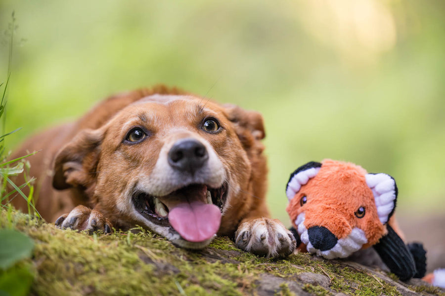 P.L.A.Y. Forest Friends Collection - Forest the Fox Toy - Close up headshot next to a Corgi both facing the camera laying in a forest