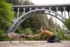 P.L.A.Y. Forest Friends Collection - Hamilton the Hedgehog Toy playing tug with dog mom under a bridge on the beach