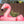 Load image into Gallery viewer, P.L.A.Y. Tropical Paradise Collection - Flamingo Float Toy on top of a flamingo float in a barkyard pool
