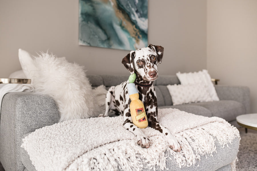 P.L.A.Y. Tropical Paradise Collection - Canine Cerveza Toy with Dalmation posing on gray couch staring at camera