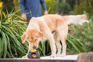 Camp Corbin Collection by P.L.A.Y. Trailblazing Tent Toy - Golden Retreiver sneaking up on tent toy outdoors with nose right above the top of the toy