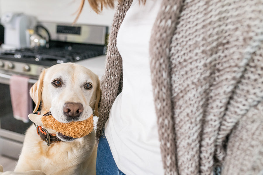 P.L.A.Y. American Classic Fluffy's Fried Chicken Toy - in yellow lab's mouth in kitchen standing next to dog mom