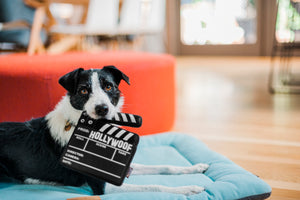 Hollywoof Cinema Doggy Director Board